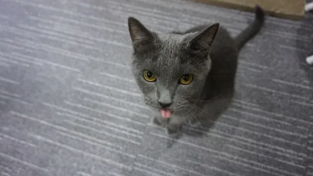 러시안블루 고양이 가격 믹스 수명 털빠짐_5