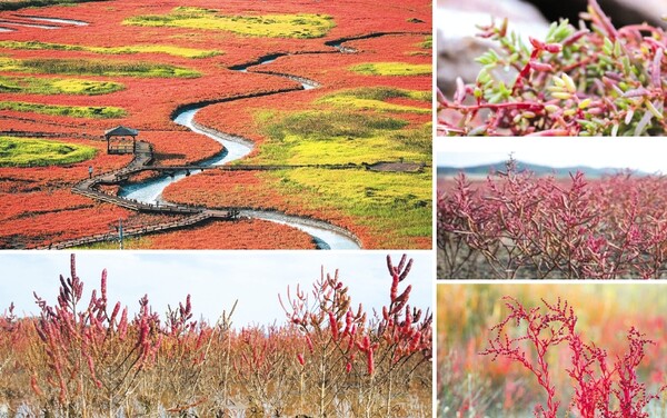 전라도 가을 여행지 추천 : 단풍으로 물든 힐링 코스 10선 (2025 최신판)