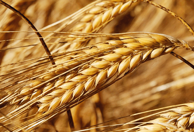 알이 꽉 찬 보리들이 있는 보리밭이다. 누런색이다.