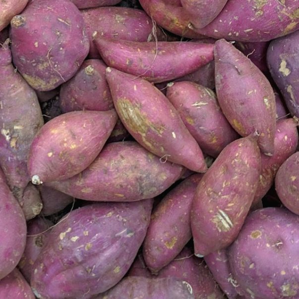 고구마 보관하는 방법