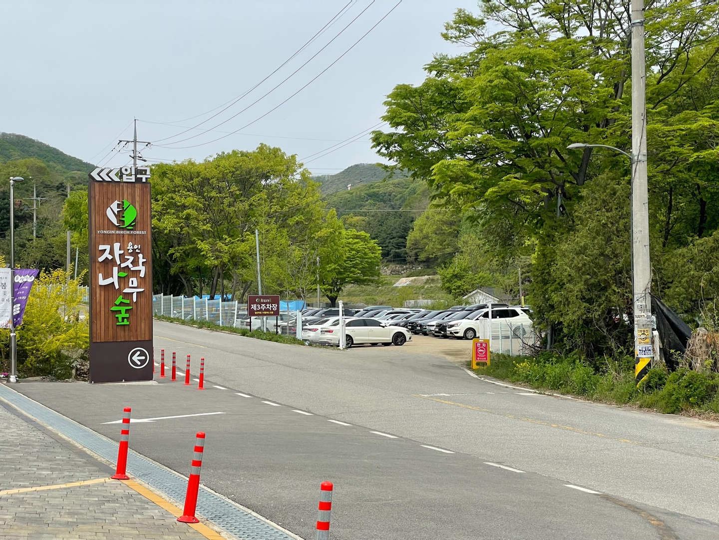 용인 자작나무숲 베툴라 대형 베이커피 카페