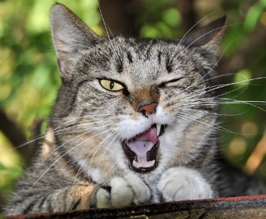 한쪽 눈을 감고 입을 벌리고 있는 고양이.