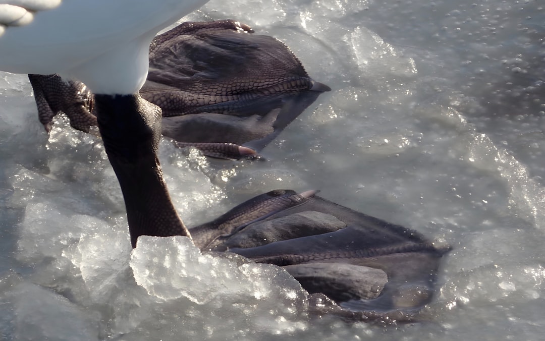 Ice fish.