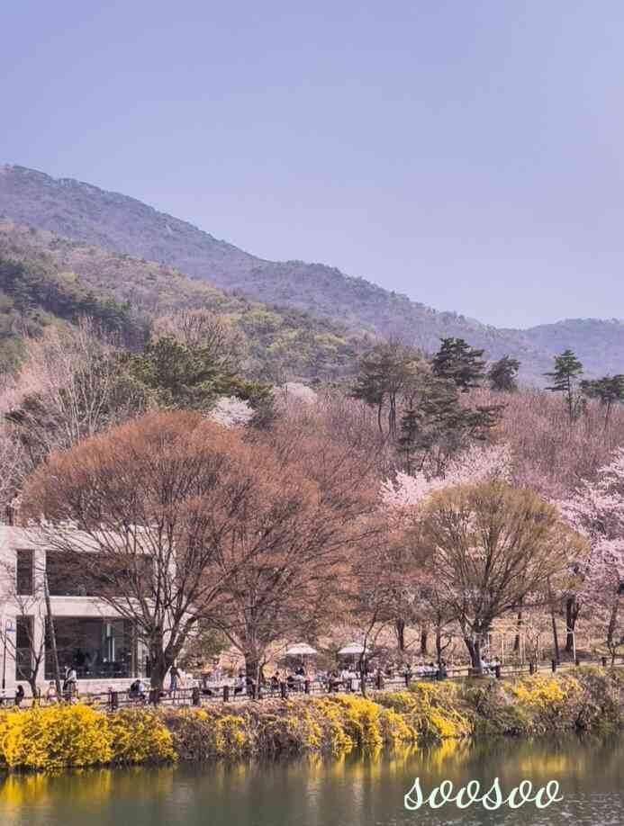 벚꽃축제,벚꽃길/ 벗꽃터널 4월 커플드라이브코스 추천
