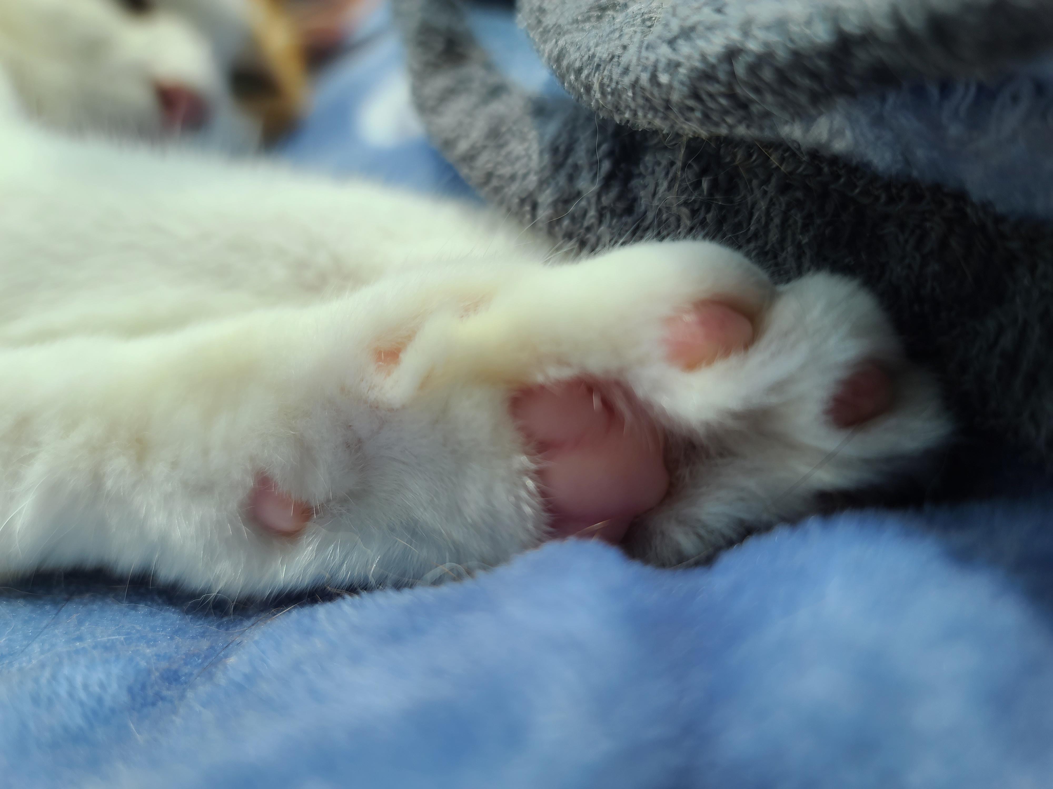 태풍예보로 떠들썩했던 일요일.. 햇빛 받으며 낮잠 즐기는 냥냥이들.