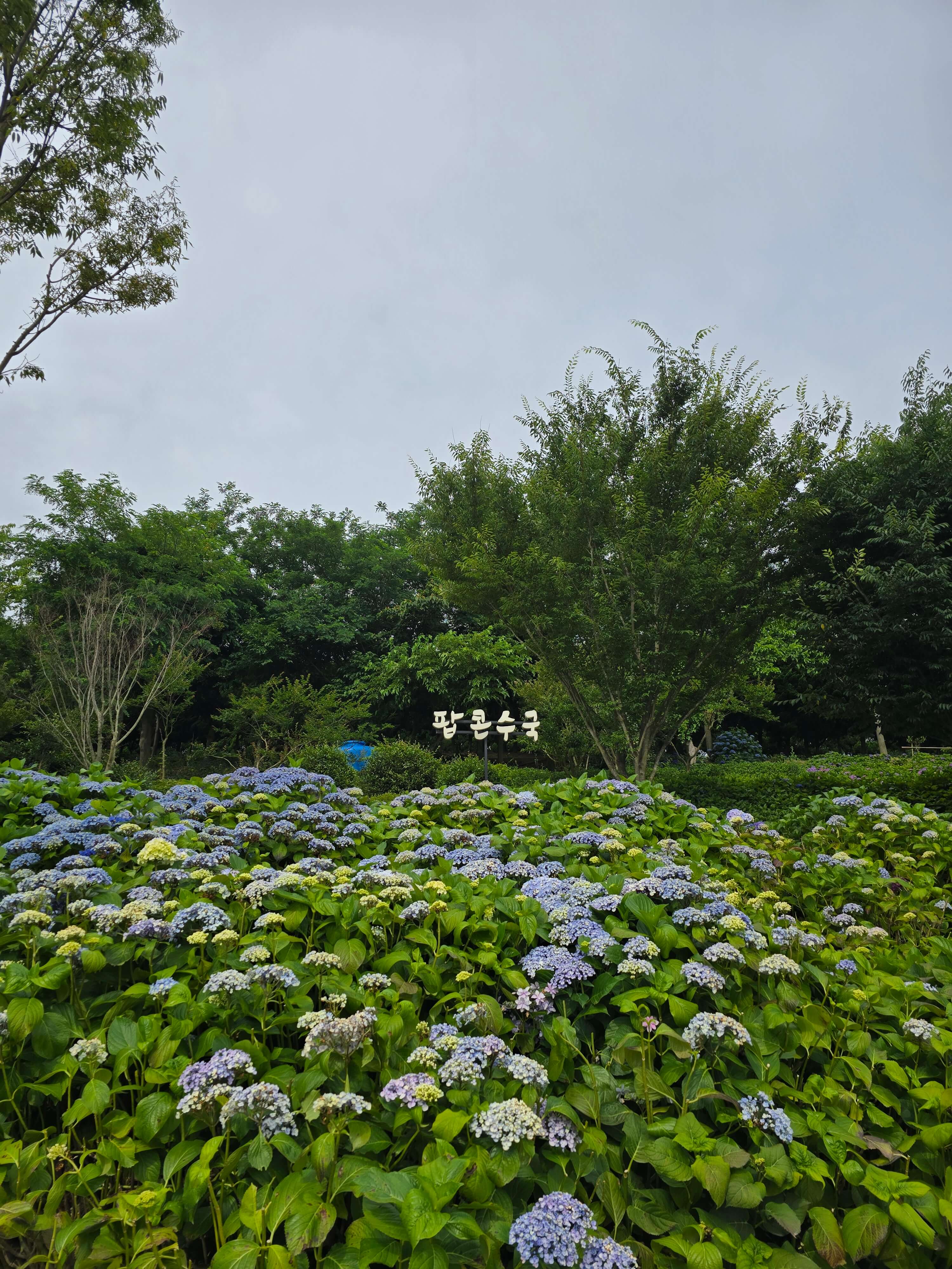 도초도수국공원