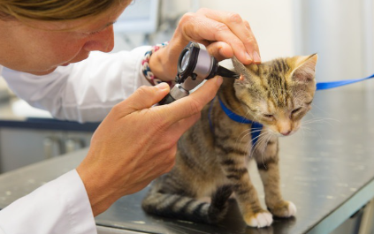 의사에게 귓속을 진찰받고 있는 고양이.