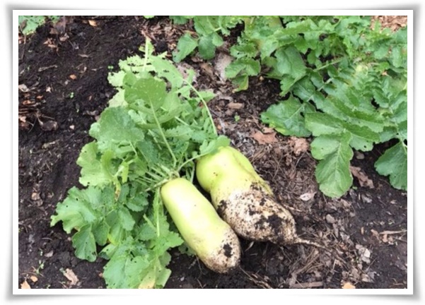 "김장 무, 직접 길러보세요!" 초보자도 성공할 수 있는 쉬운 재배 가이드!