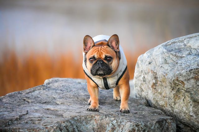 취약계층 반려동물 의료비 지원사업 &lsquo;우리동네 동물병원&rsquo; 완전정리