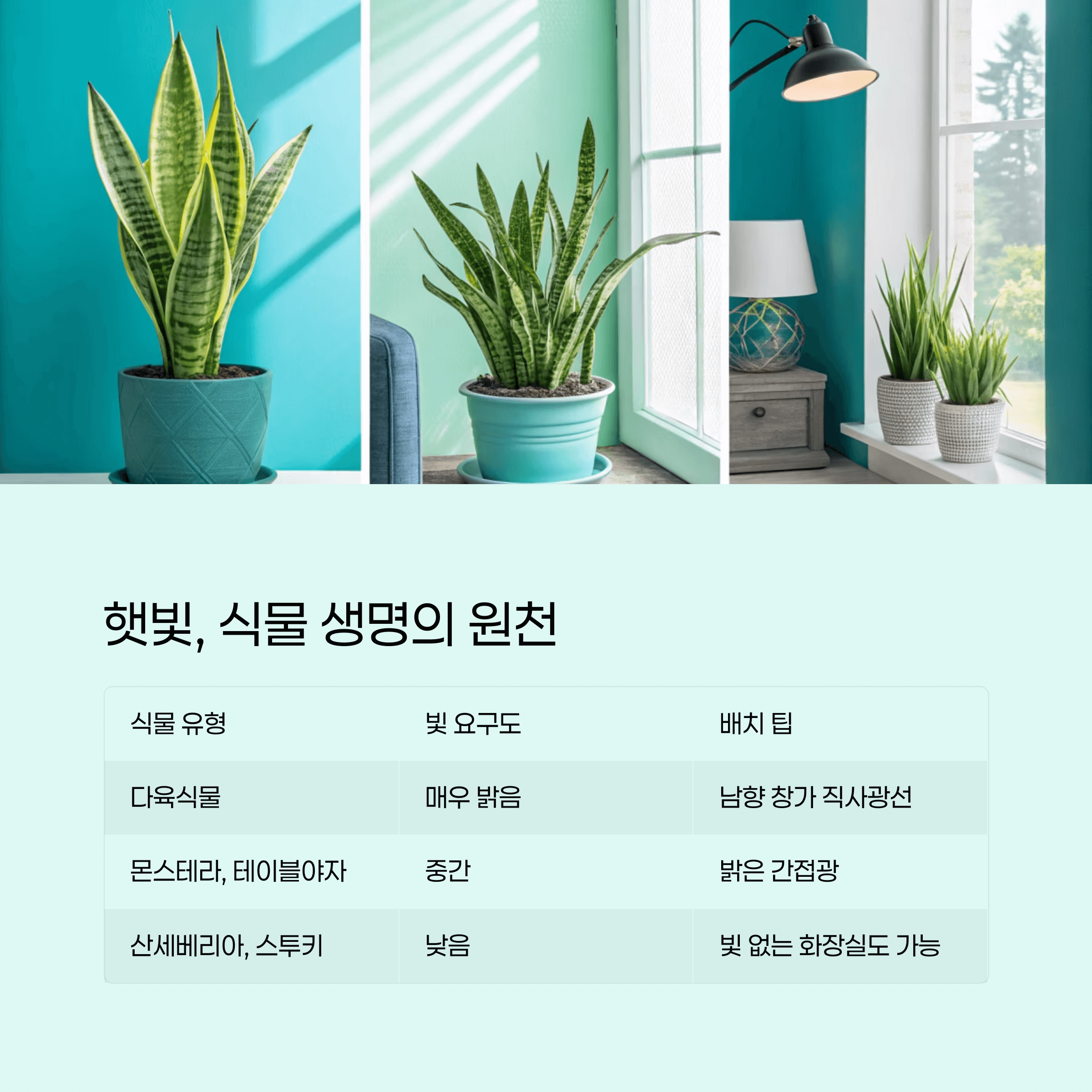 반려식물