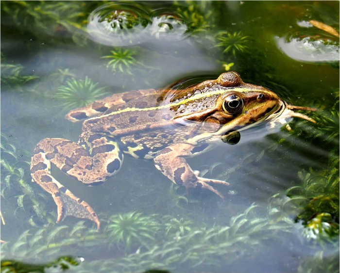 개구리-두꺼비-꿈