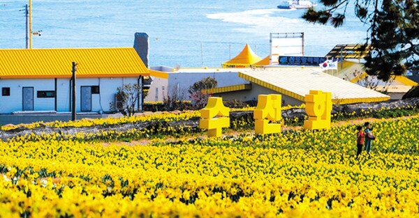 2025년 신안 선도 섬 수선화 축제_관련사진