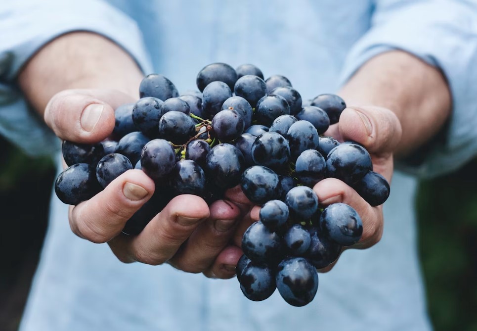 포도 효능 및 부작용과 칼로리