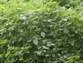 돌외잎 효능, 부작용, 먹는 법 알아보기