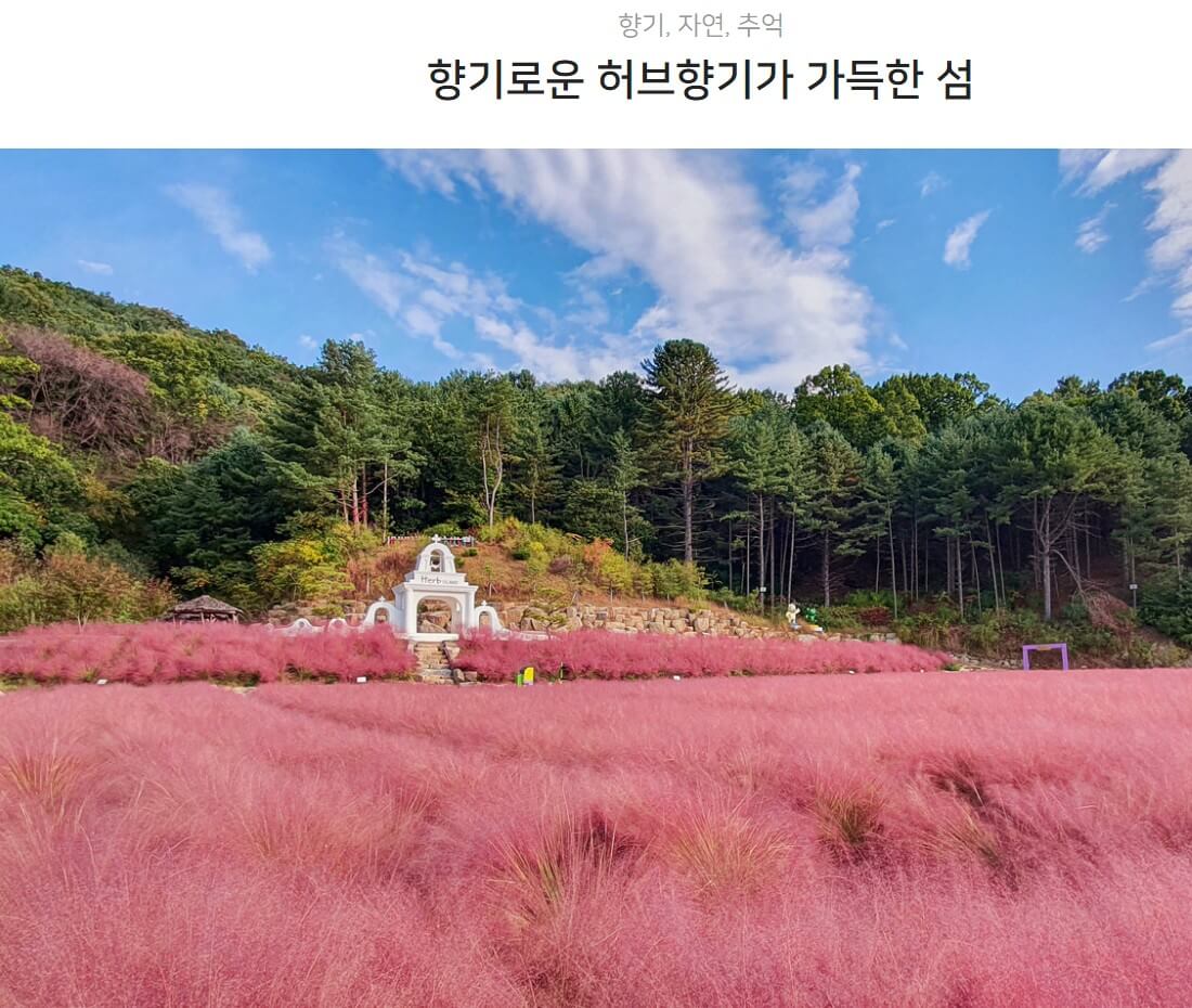 핑크빛허브