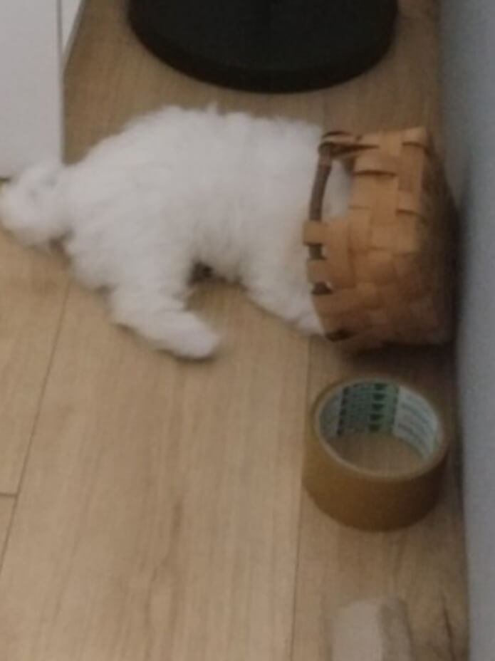 강아지입양 준비