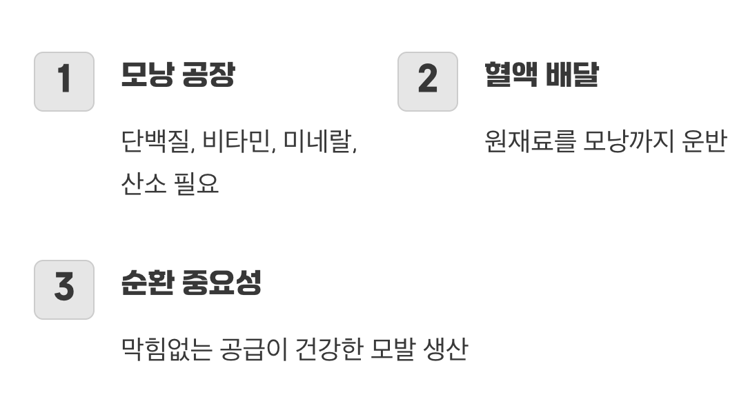 모발의 뿌리&amp;#44; 모낭을 위한 영양 공급