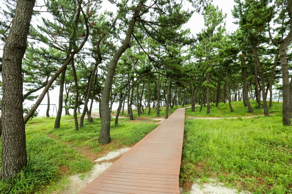  강릉 경포해변 핵심 즐길거리 5가지