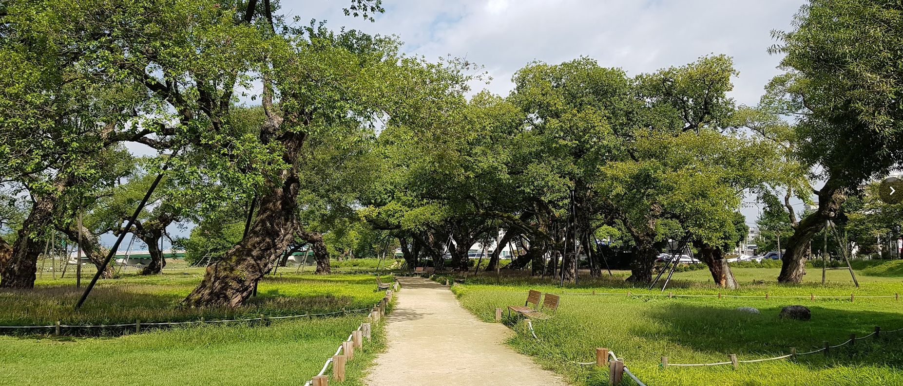 성주 성밖숲 왕버들