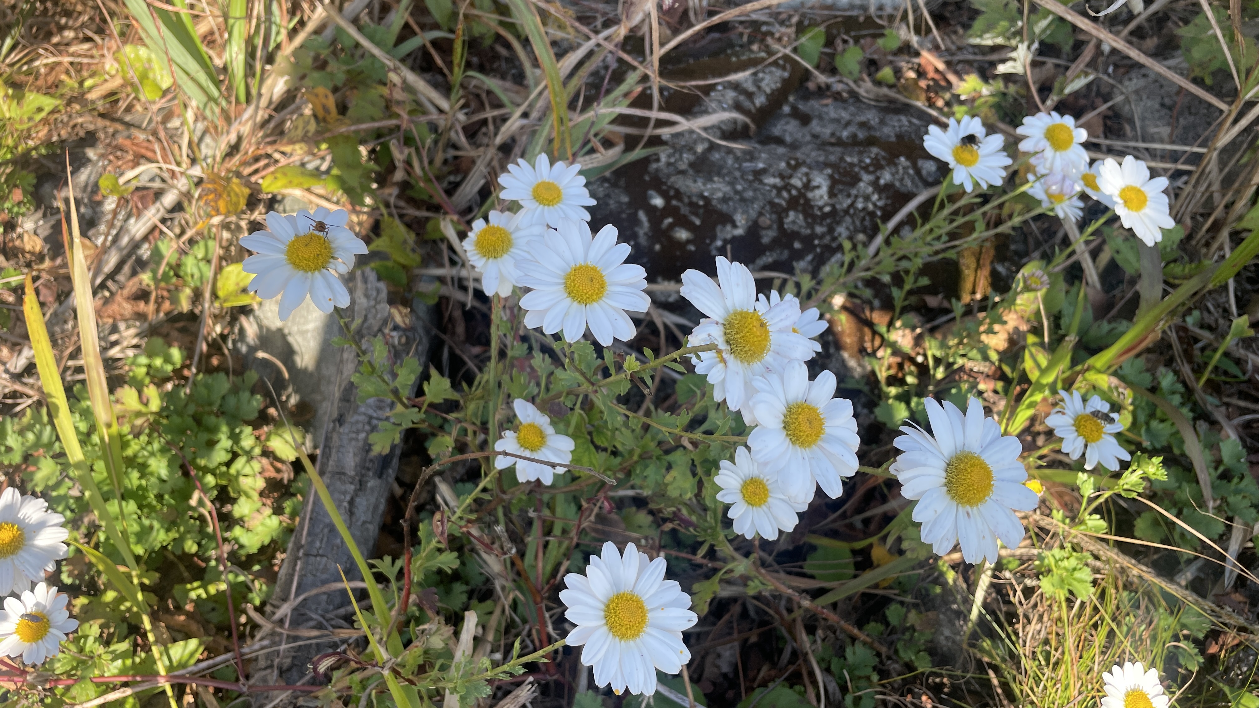 구절초의 꽃잎이 너무나 순수하다