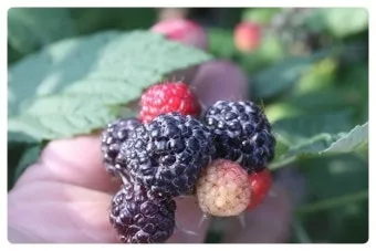 블랙라즈베리 재배 순 지르기 지지대 관리 겨울 보온_8