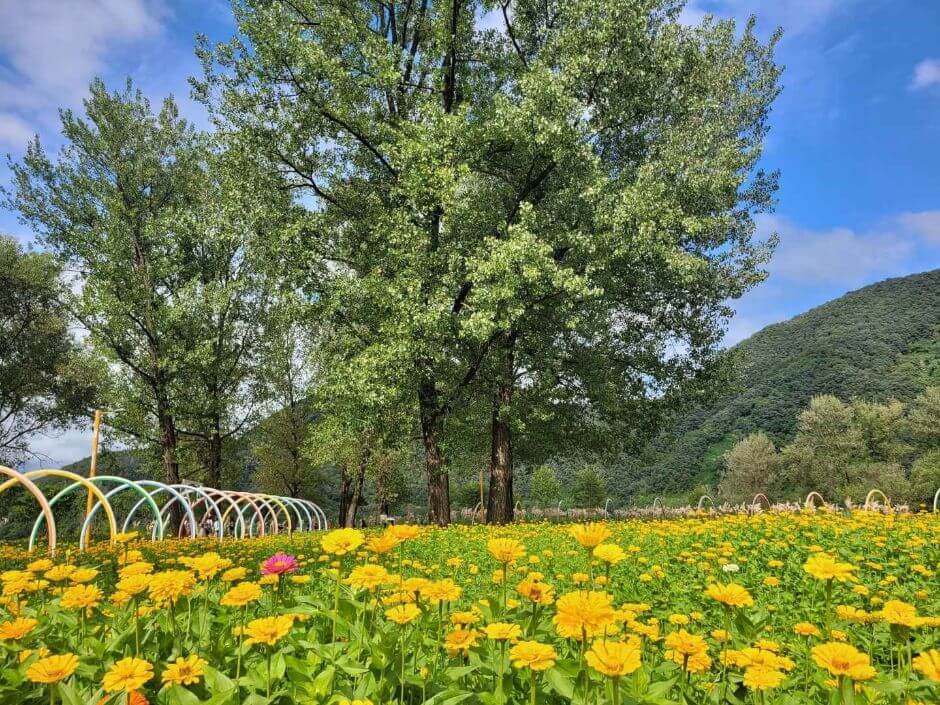 2025 서울국제정원박람회 안내 일정, 체험 프로그램, 교통 정보 총정리