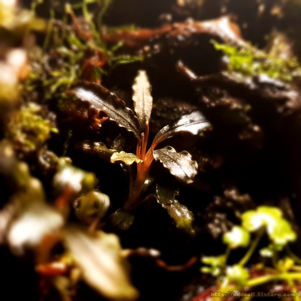 자리를 잘 잡고 적응한 부세파란드라