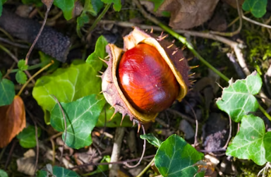 군밤장사에 대하여 알아보기