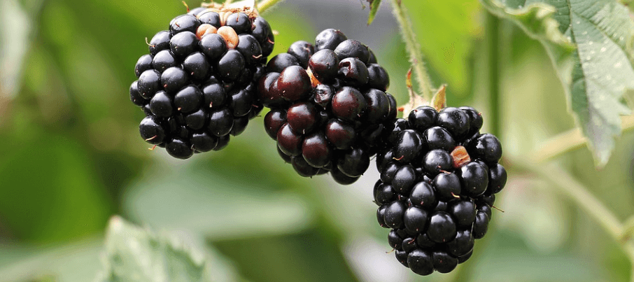 나무에 열려 있는 블랙베리