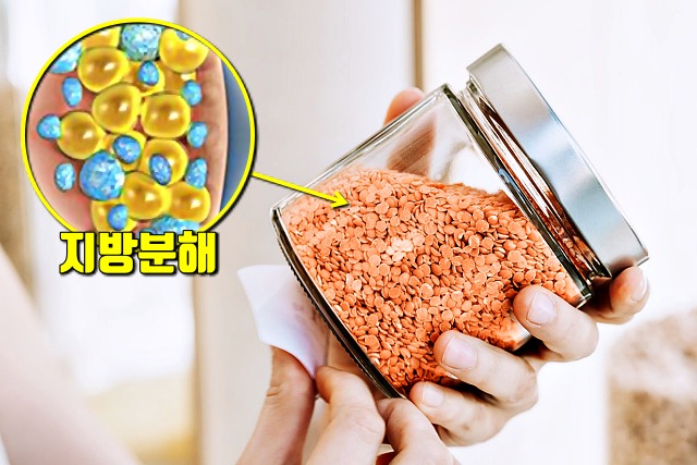 렌틸콩,단백질 많은 채소,다이어트 식단추천