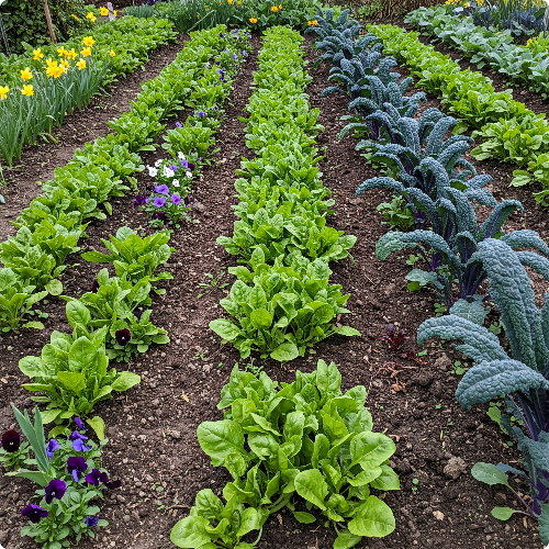 봄철 텃밭 가꾸기 필수 팁