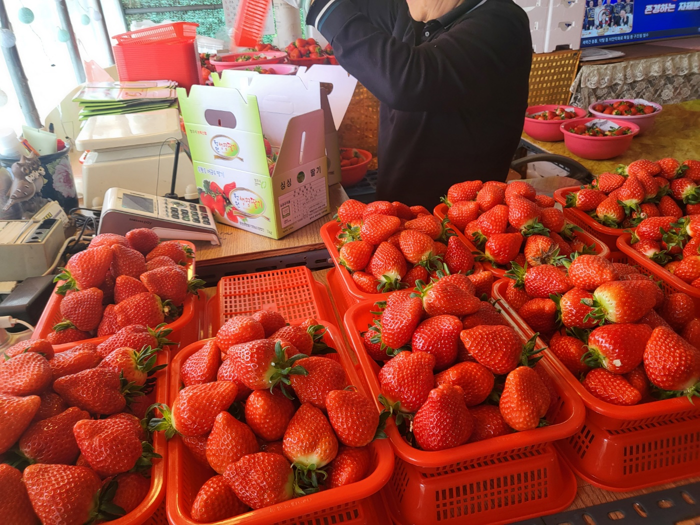 문의 딸기 (싱싱딸기)