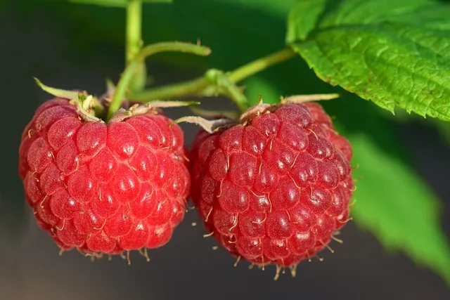 라즈베리 재배 지주 설치 가지 전정 순 지르기_4