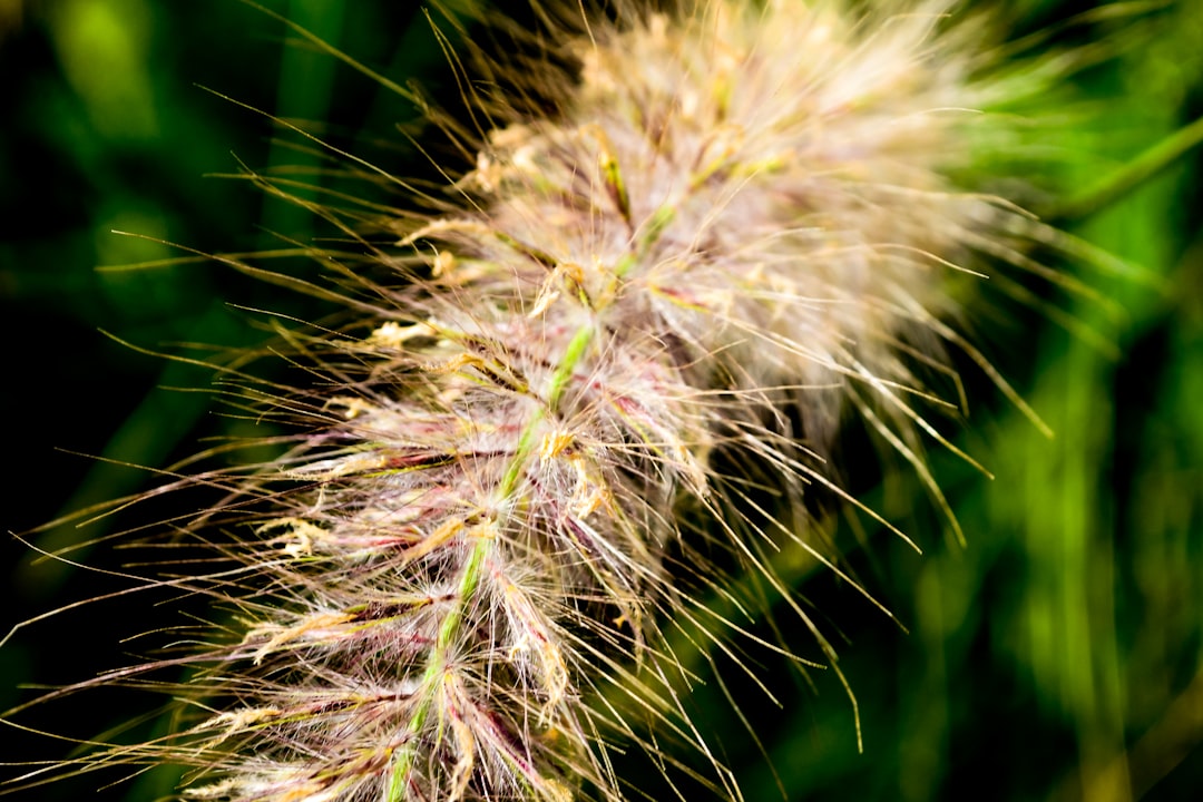 Buckwheat