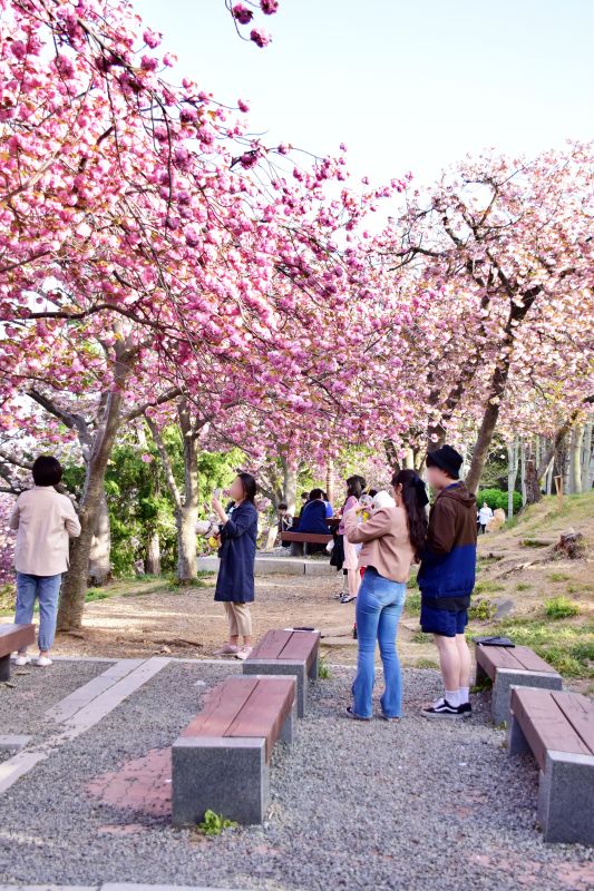 부산 민주공원 겹벚꽃