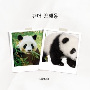 팬더 꿈