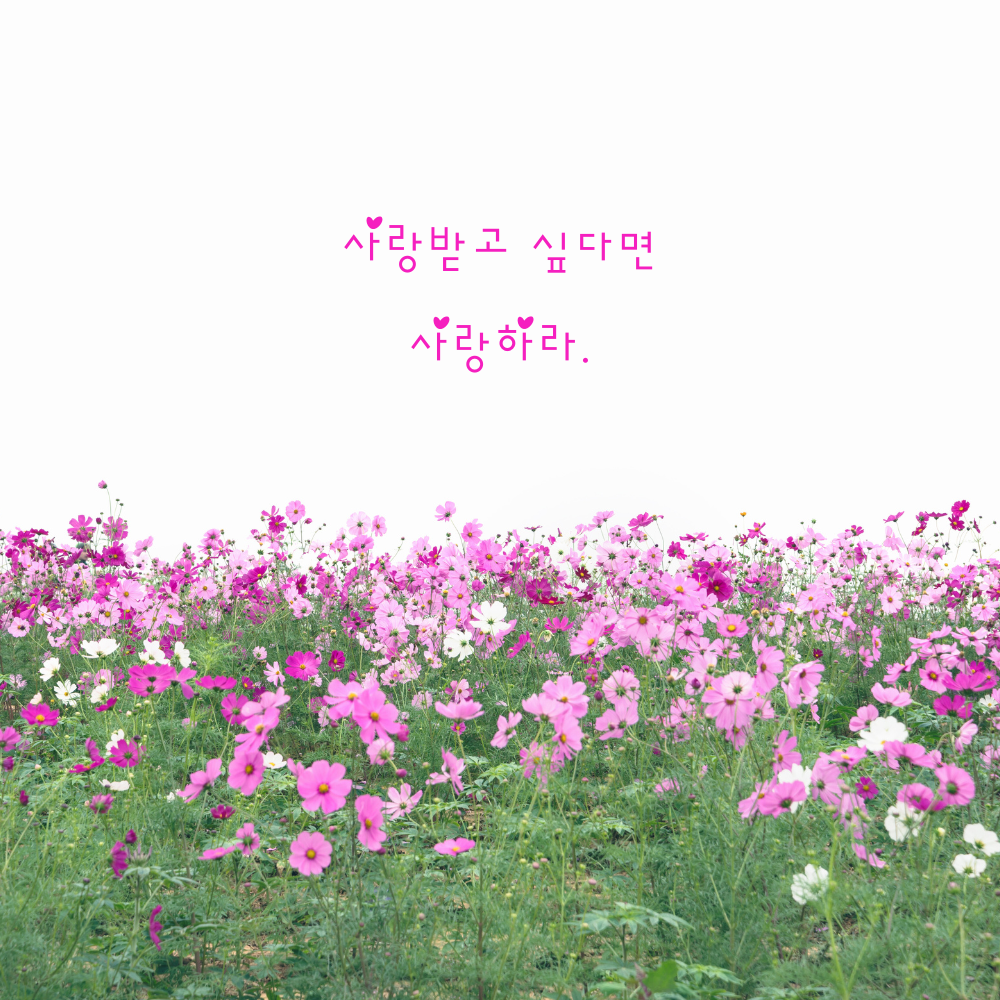 짧고 좋은 사랑 글귀 좋은글 문구 이미지 모음