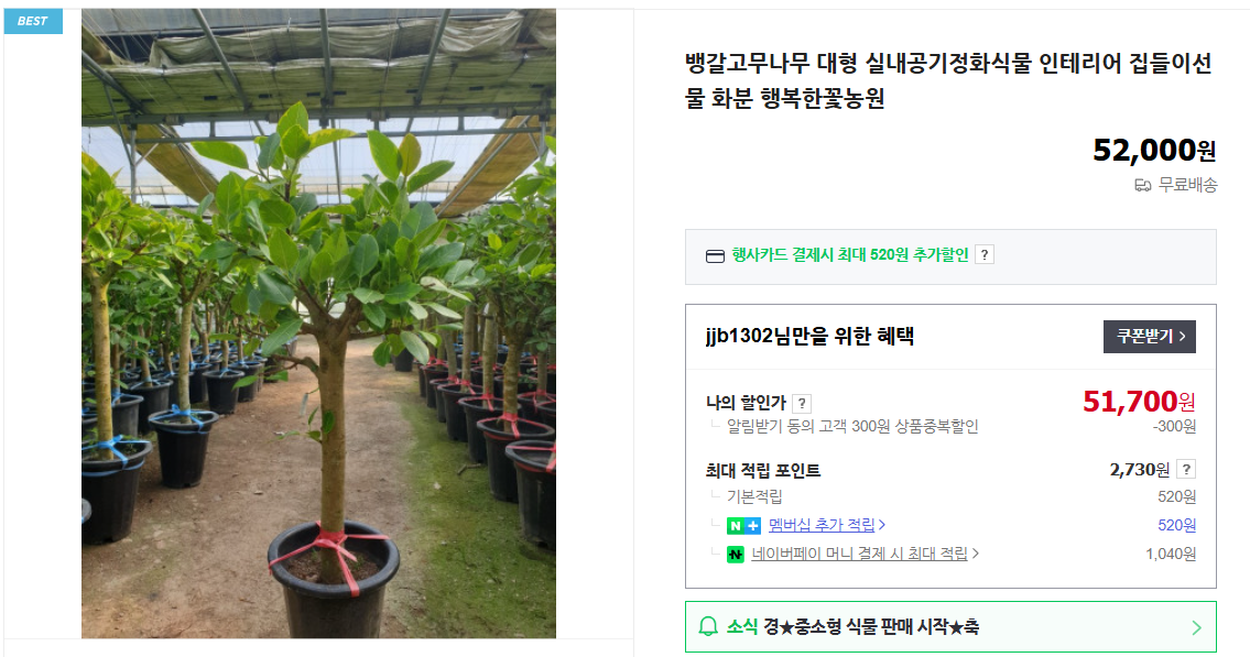 고무나무 가지치기 및 물 주는 법 (+ 키우기 번식 종류 잎이 누렇게)