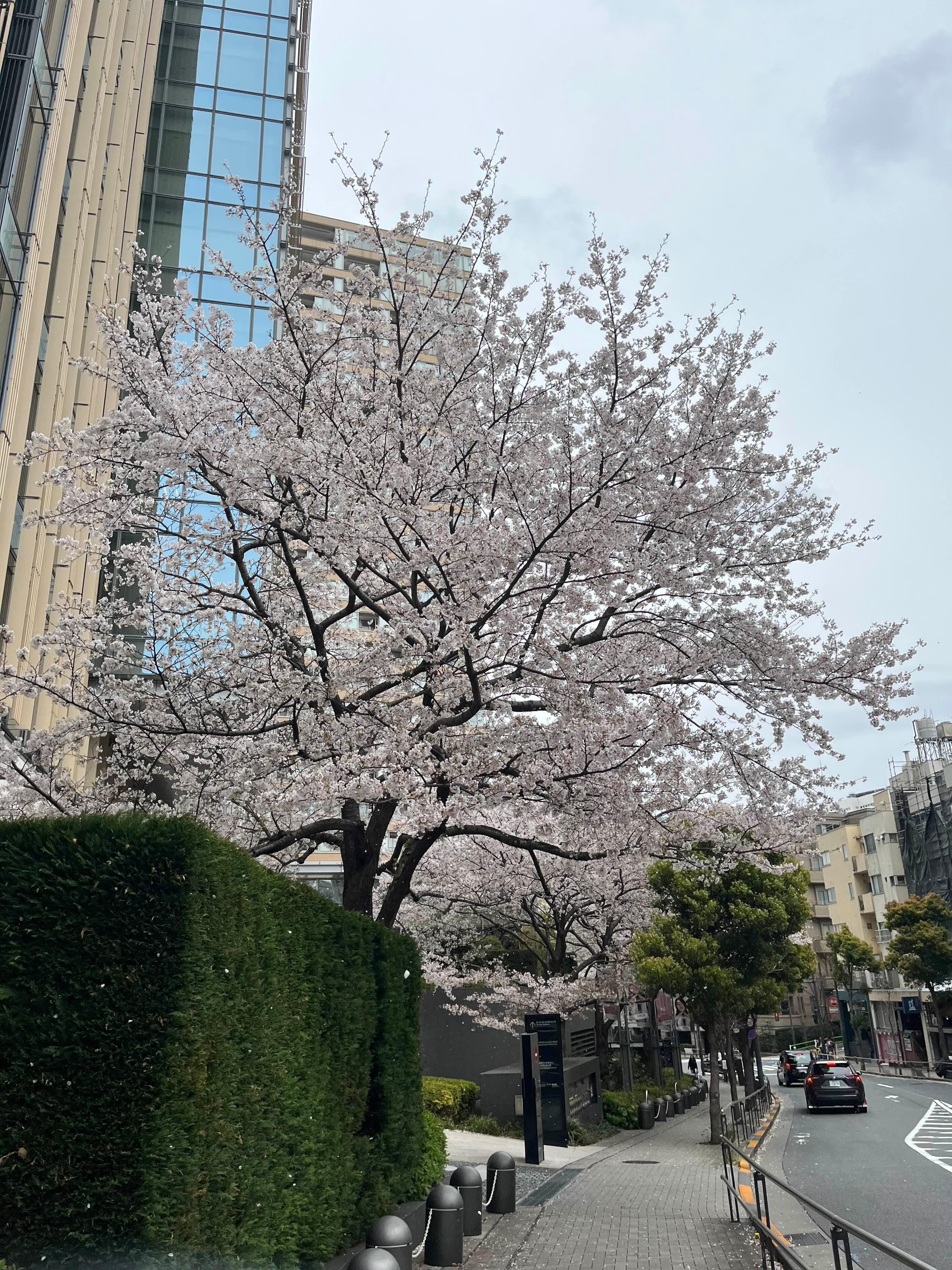 도쿄 미드타운 벚꽃