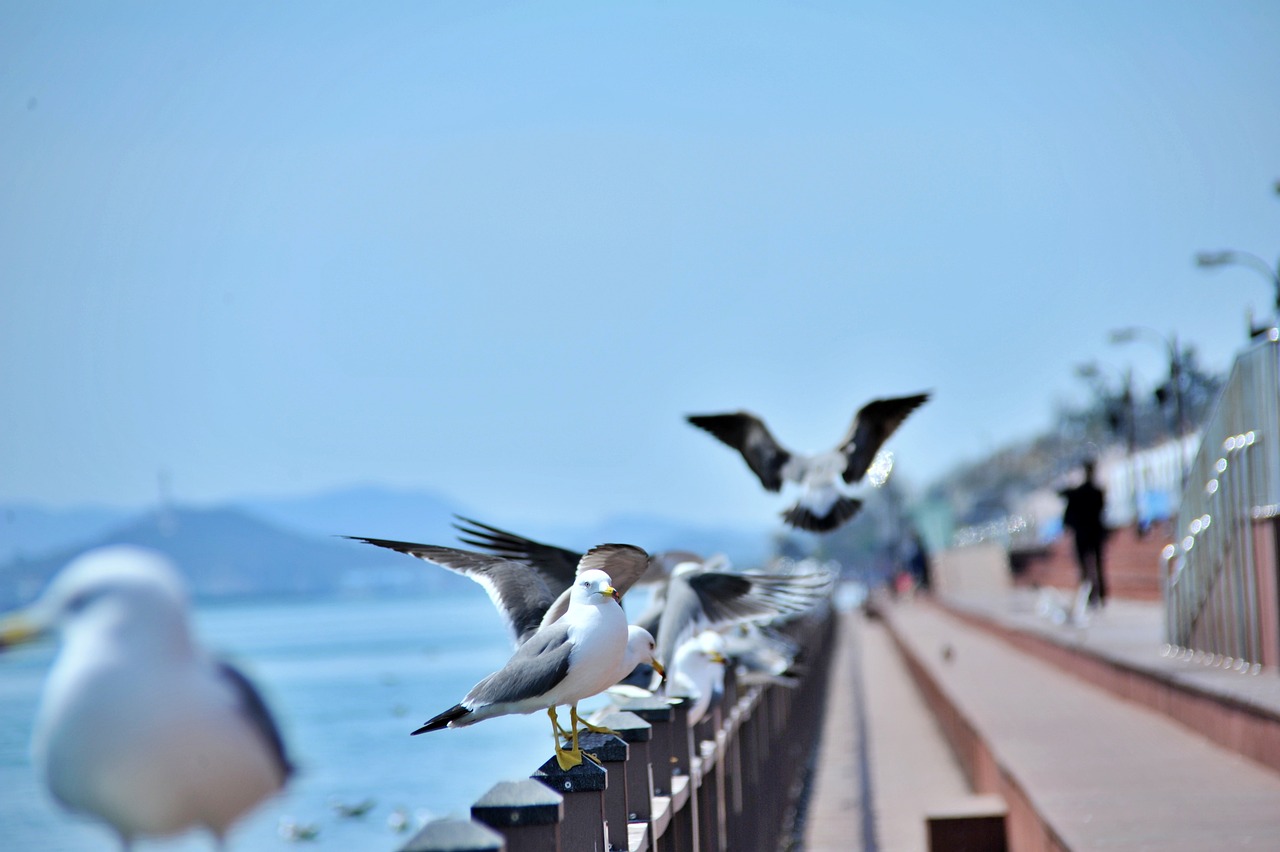 목포시 먹거리, 볼거리 사진
