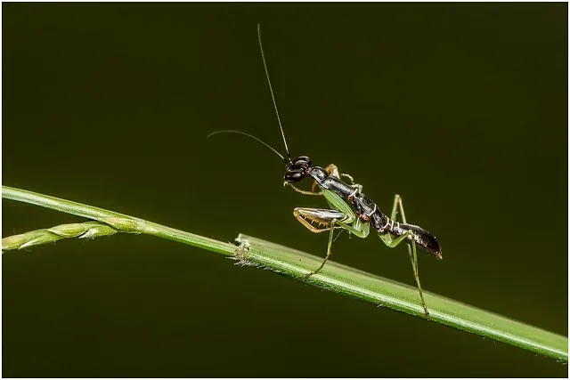 곤충과 동물의 차이점 생물 분류 기준과 이해 돕기_7