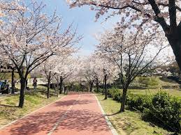 봄 나들이 벚꽃