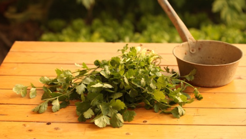 자연주의 주부 추천 고대 치료법