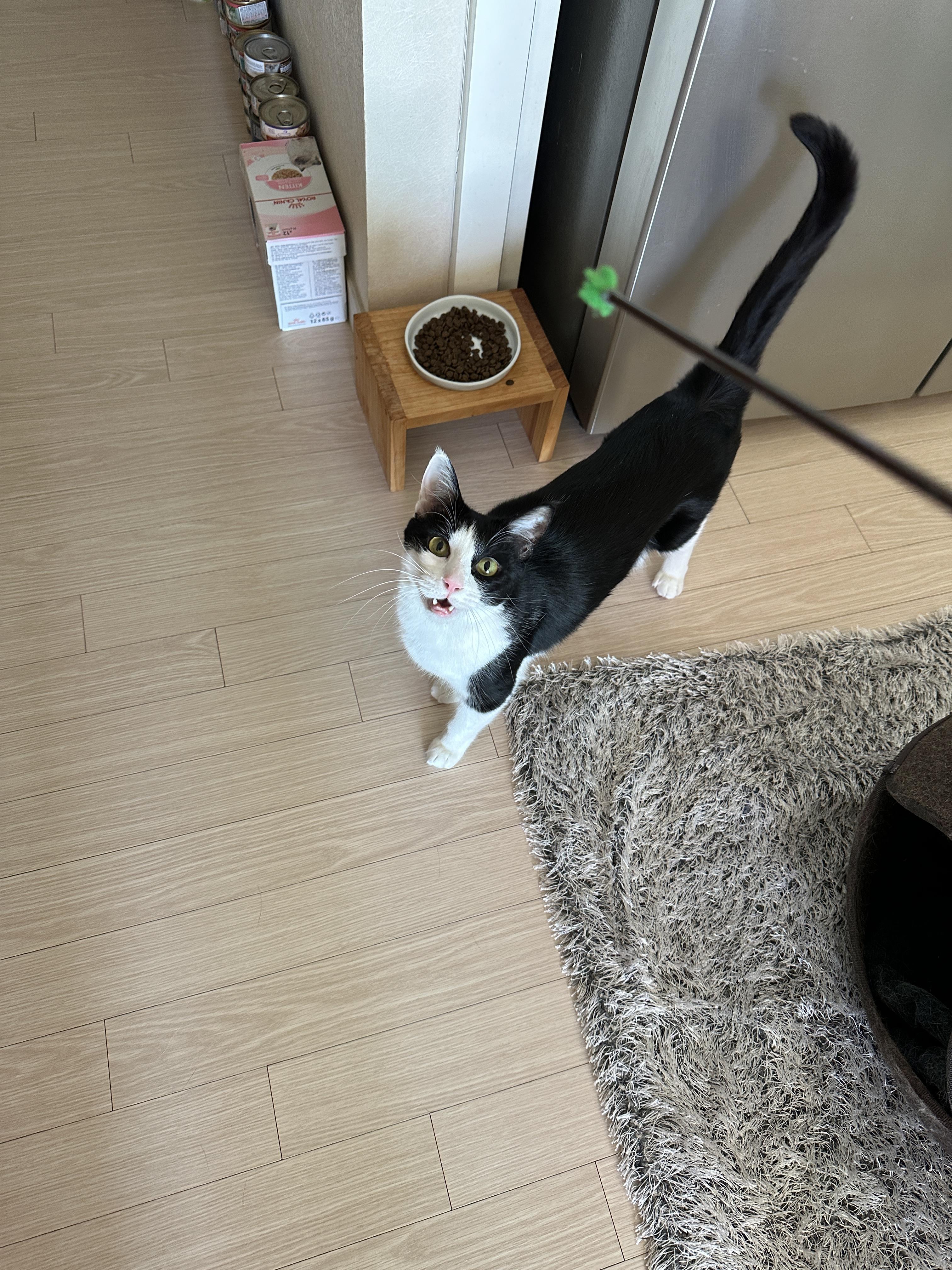 막대기를 너무 사랑하는 고양이 두리