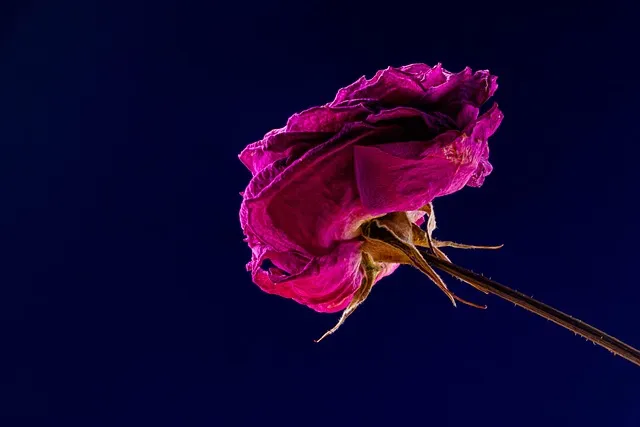 전씨 본관 종류 역사_5