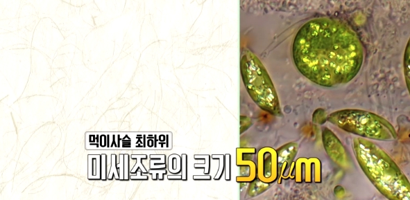 오메가3 효능