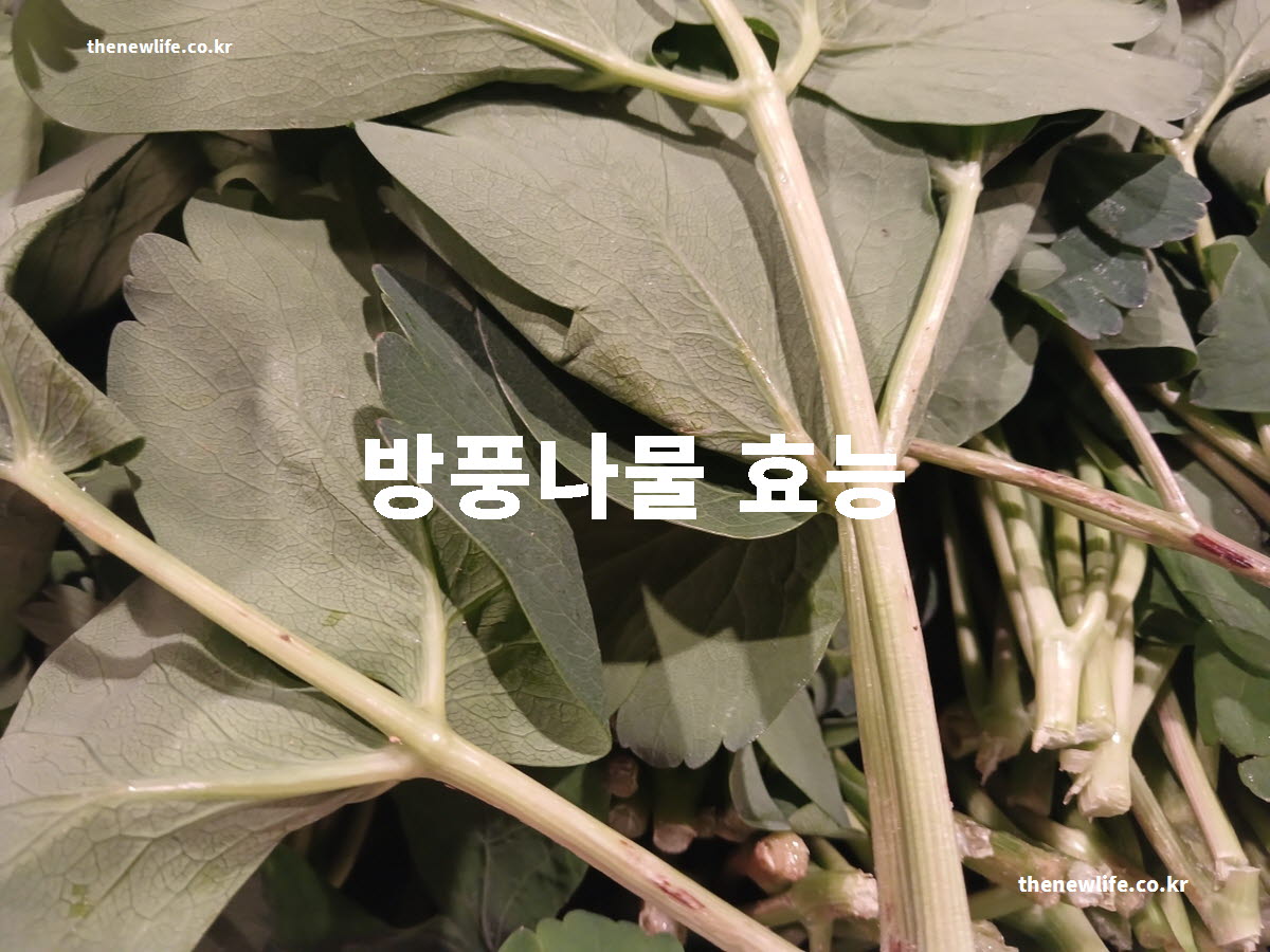 방풍나물 효능 대표 실사진