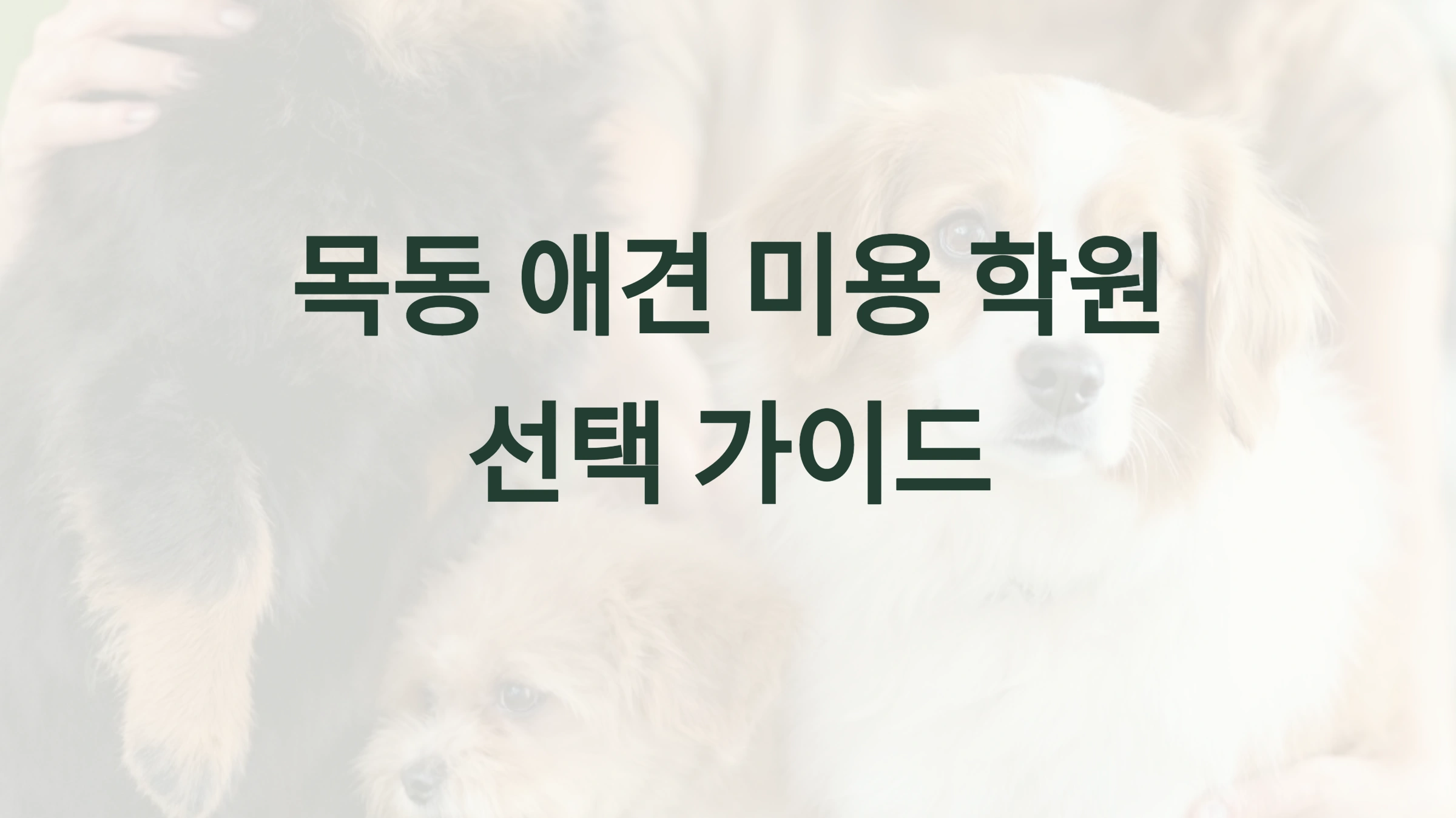 목동 애견 미용 학원 선택 가이드 🐶✂️