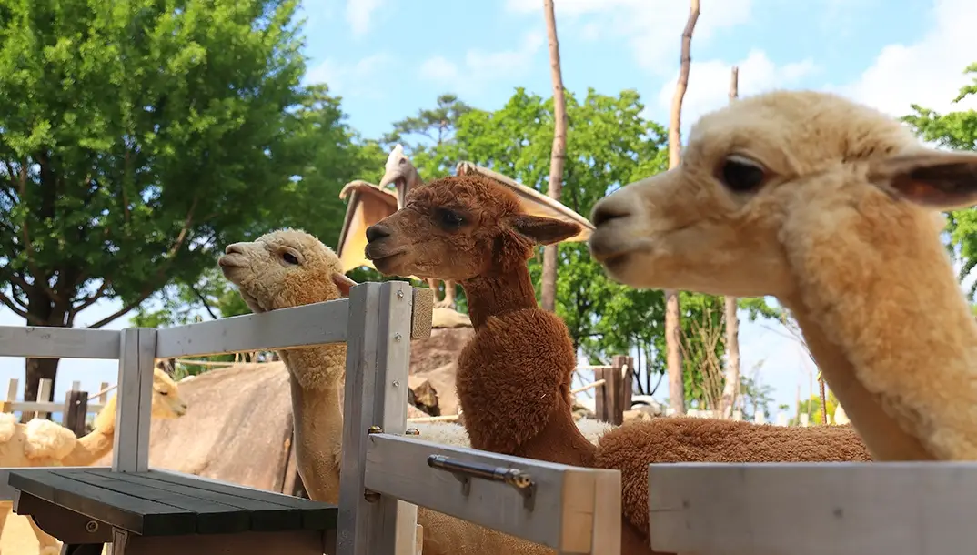 가산수피아-입장료-이용-안내-잠뜰-킴팽징-카라반-요금
