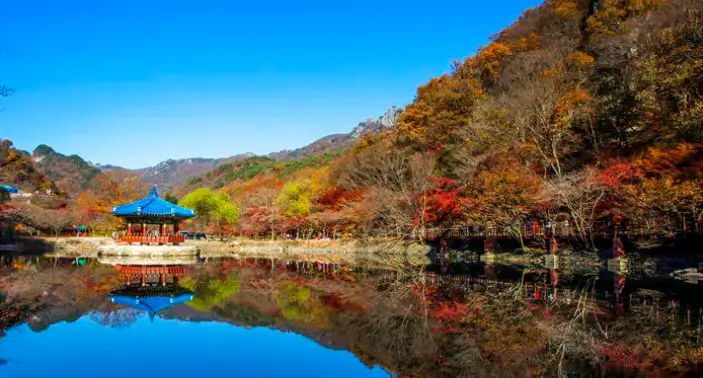 내장산 단풍